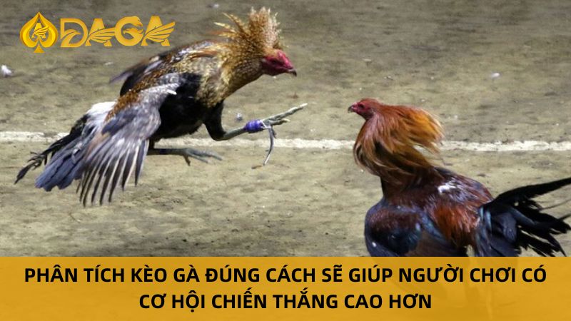 Xem Đá Gà Trực Tiếp C3 Đỉnh Cao Tại Nhà Cái Daga 8 Chiến lược chơi đá gà C3 thắng